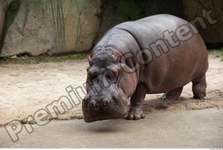 Hippo 0066